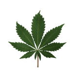 cannabis indica
