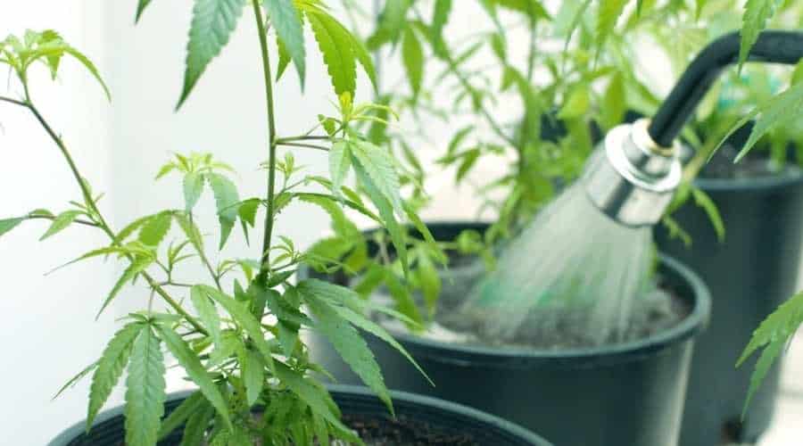 Marijuana Growing Supplies 